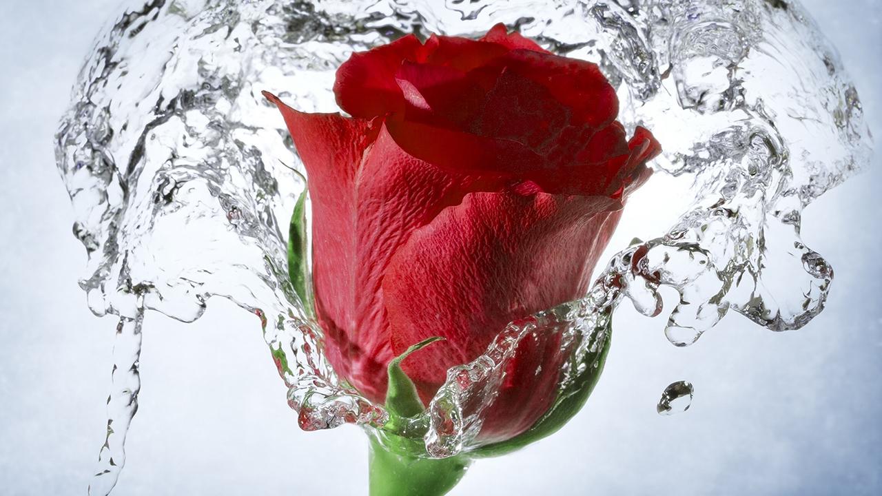 Beautiful Single Red Rose Wallpapers