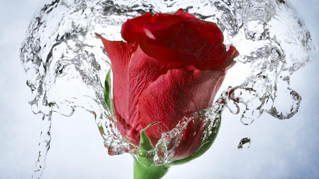 Red Rose Live Wallpaper 7.0 Apk, Free Personalization Application – APK4Now