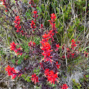 Castilleja irasuensis