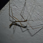 Walkingsticks-Stick insects