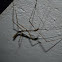 Walkingsticks-Stick insects