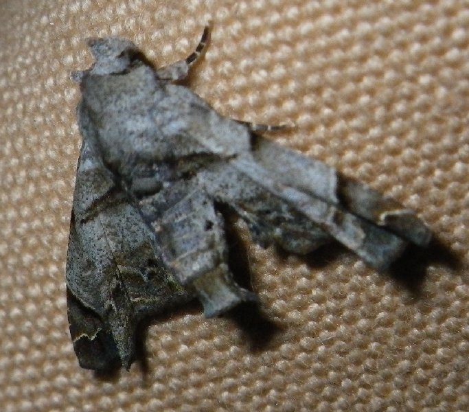 Noctuid moth  .