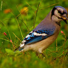 Blue Jay