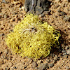 Wolf lichen