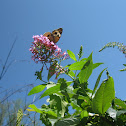 Common Buckeye