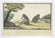 Chlorocebus pygerythrus (Vervet monkey)