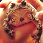 American Toad