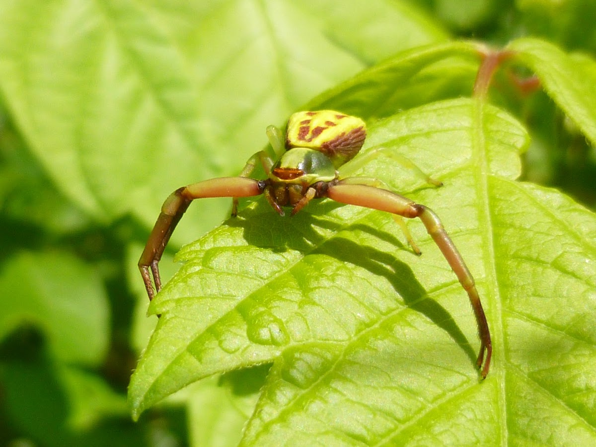 White-banded Crab Spider