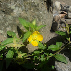 Peruvian primrose