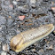 Unknown slug