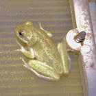 Squirral Tree Frog
