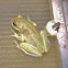 Squirral Tree Frog
