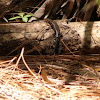 south-eastern 5 lined skink
