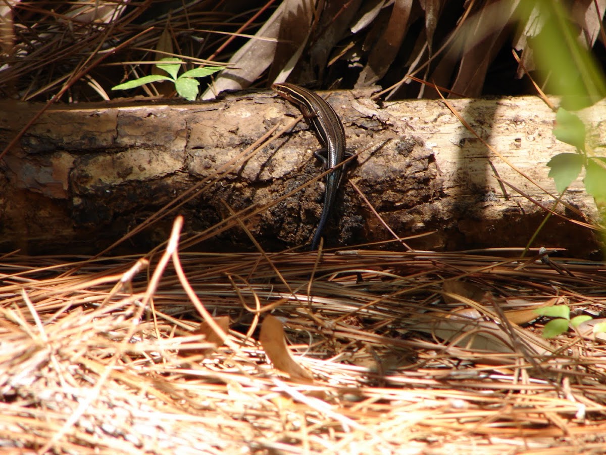 south-eastern 5 lined skink