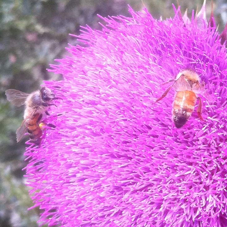 Western honey bees