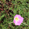 Pink evening primrose