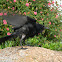 cuervo común - crow