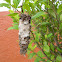 Oruga de Saquito -  Bagworm Moth