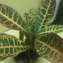 Croton "Petra" or Firebush