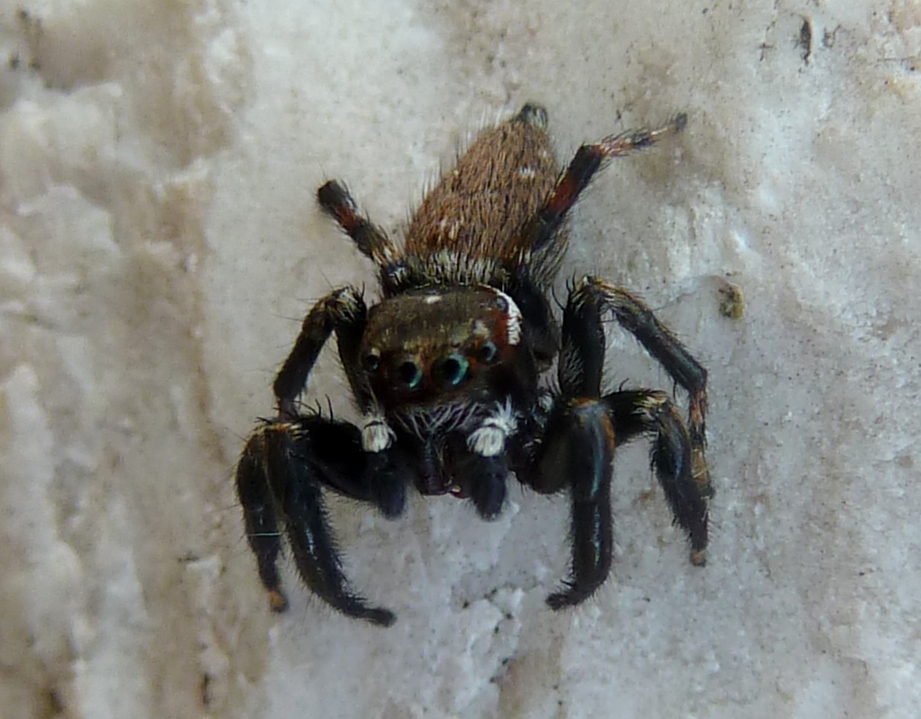 Adanson's House Jumper Spider ♂
