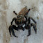 Adanson's House Jumper Spider ♂