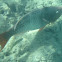 Ember parrotfish