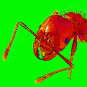 Ants Alive! Wallpaper icon