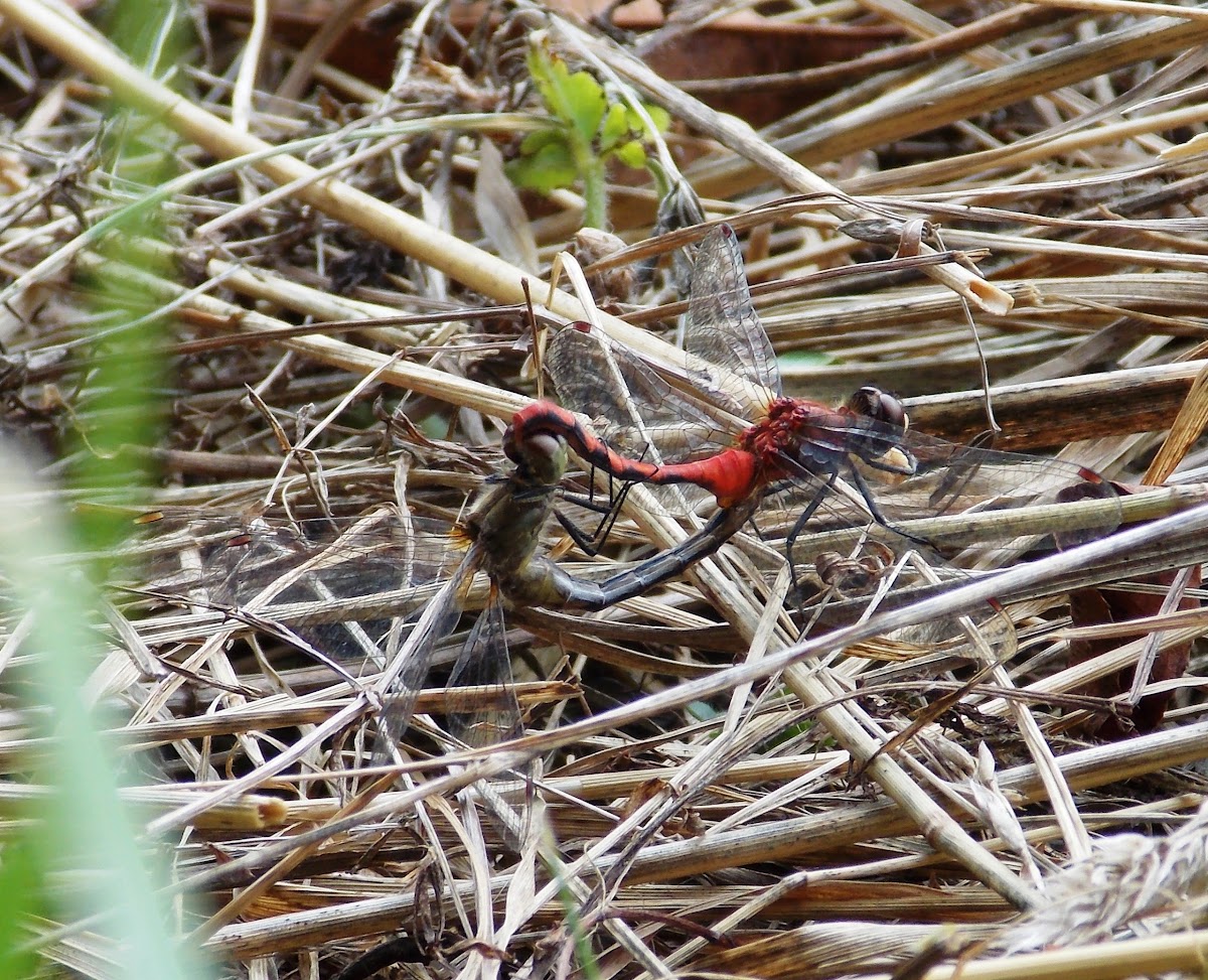 Ruddy Darter Dragonflies