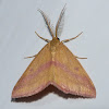 Chickweed geometer (male)