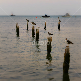 Birds resting. by Rodrigo Alfageme FC - Animals Birds