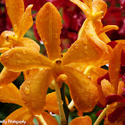 Vanda Orchid  