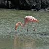 galapagos flamingo