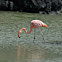 galapagos flamingo