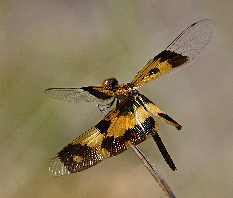 Flutterer (female)