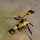 Flutterer (female)