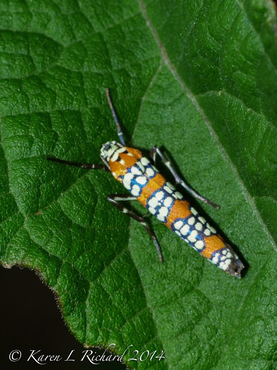 Alianthus webworm moth