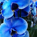 Blue orchid