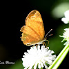 Black-bordered Crescent