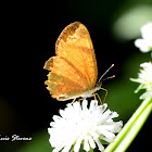 Black-bordered Crescent