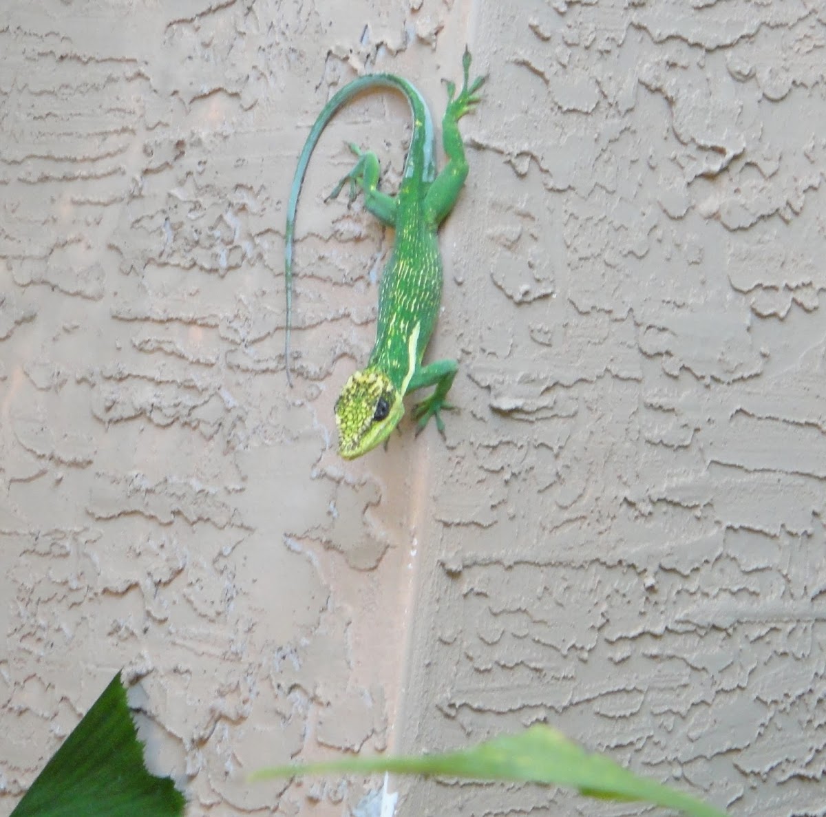 Knight Anole