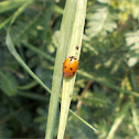 Hippodamia ladybird