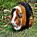 Guinea Pig Sound Effects logo