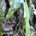 Salamandra Salamandra