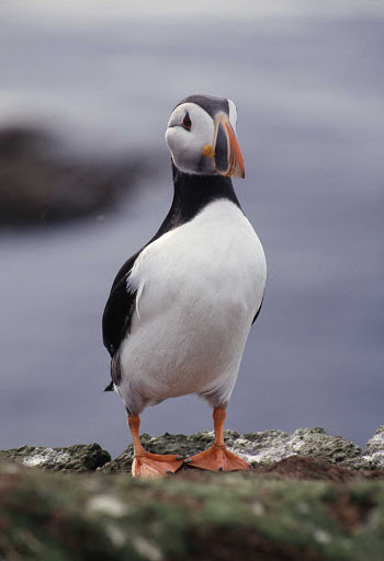 Iceland-puffin-rocks - Puffin on the rocks of Iceland.