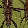 Spiny Stick Insect, Phasmid