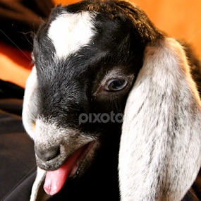 Bleating by Marsha Biller - Animals Other Mammals