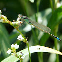 Rambur's Forktail damselfly (male)