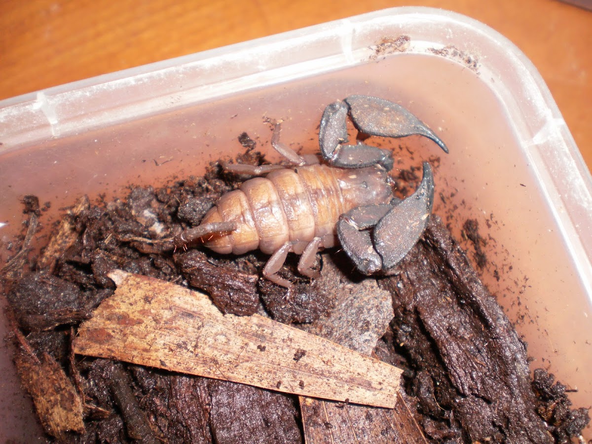 Australian Rainforest Scorpion