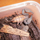 Australian Rainforest Scorpion