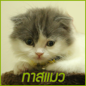 ทาสแมว รูปภาพแมว แมวชื่อดัง.apk 3.1.21